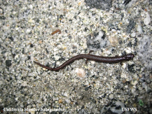 1 California Slender Salamander USFWS