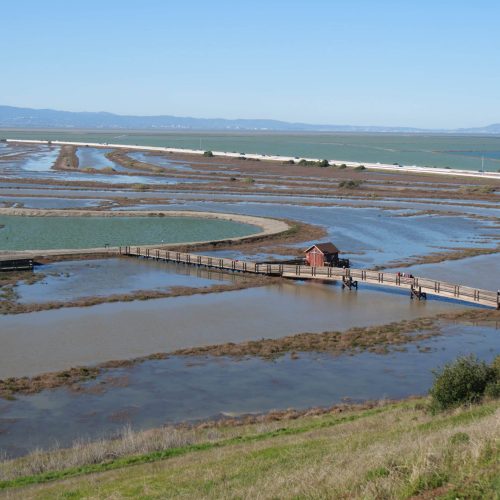 P1155679 tidal wetland submerged during king tide photo by Sam high